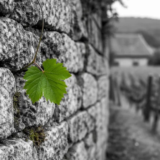 Idées de week end en Bourgogne Franche Comté : séjours thématiques entre vignes, nature et patrimoine