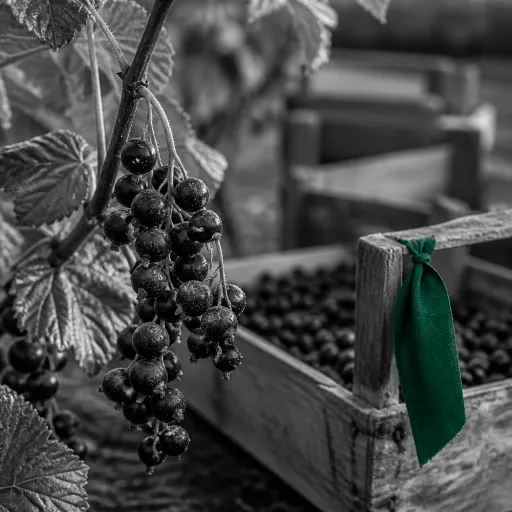 Cassis noir de Bourgogne : où l'on suit la récolte de juin chez trois producteurs de Côte d'Or