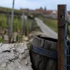 Voyage œnologique en Bourgogne autour du raffinement de Ladoix 1er cru