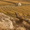 Voyager en Bourgogne autour du vin de Rully blanc : l’élégance discrète de la Côte chalonnaise