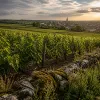 Voyage œnologique en Bourgogne : l’élégance des beaunes 1er cru au cœur des climats