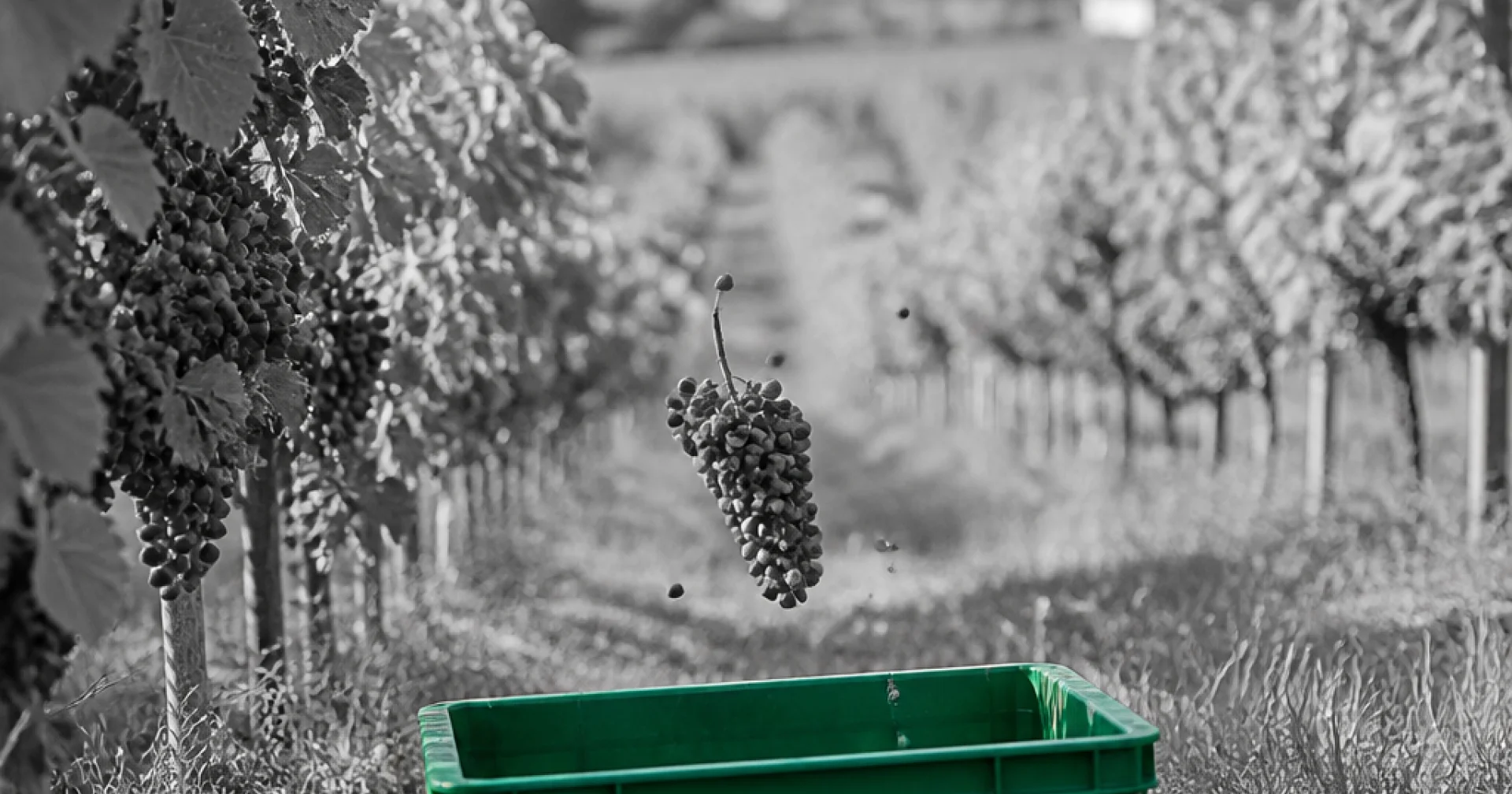 Vendanges en mi-août : comment le calendrier viticole bourguignon se réécrit sous nos yeux