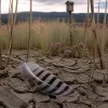 Ce que les centres LPO en BFC racontent de nos étés : la faune sauvage face au réchauffement